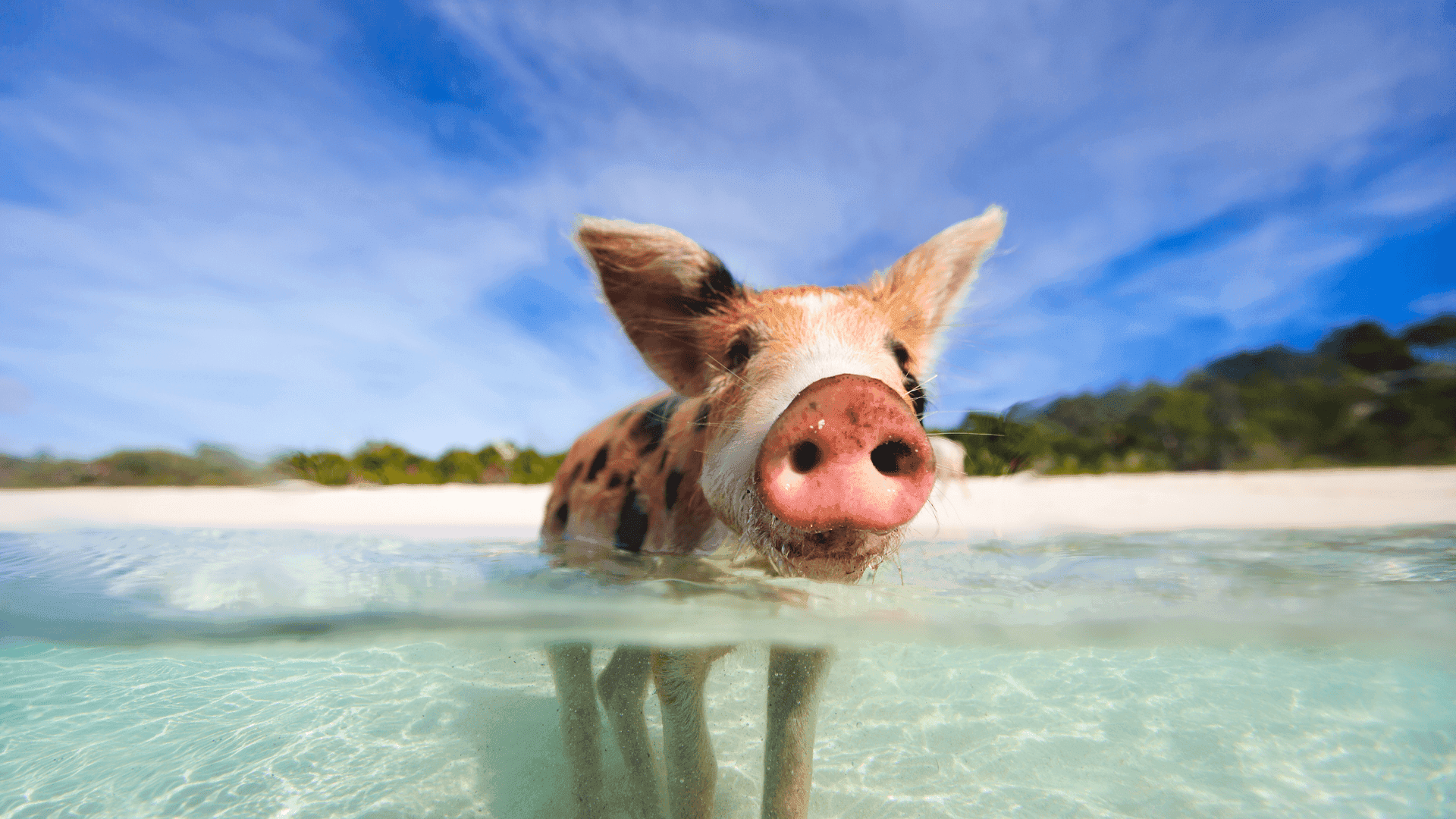 Caribbean